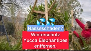 Entfernen vom Winterschutz meiner zwei ausgepflanzten Yucca Elephantipes . Nässeschaden ?