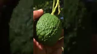 #agronomia #viral #shortvideo #monitoreo