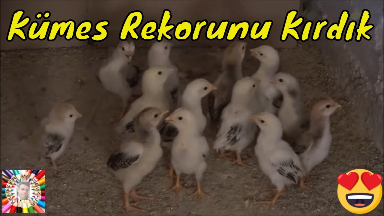 Soğukta Eğlenceli Bir Kuluçka Macerası 🐣🐥🐤 (Baştan Sona)