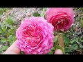 Jubilee Celebration / David Austin 1998 English Rose Collection - rosier - rose - rosa
