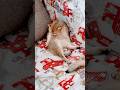 Самое главное правило в жизни стетхем юмор цитаты коты Cat Shots Cats Самое главное правило в жизни стетхем юмор цитаты коты Cat Shots Cats