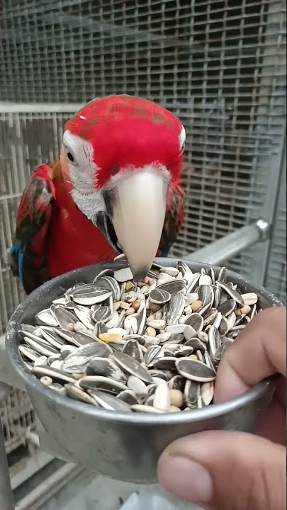 ngasih makan burung Makaw makan kuaci #tkitaiwan #shorts