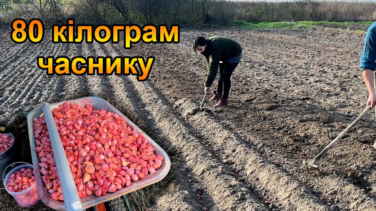 Посадка озимого часнику ЛЮБАША на зиму. Бізнес на часнику?