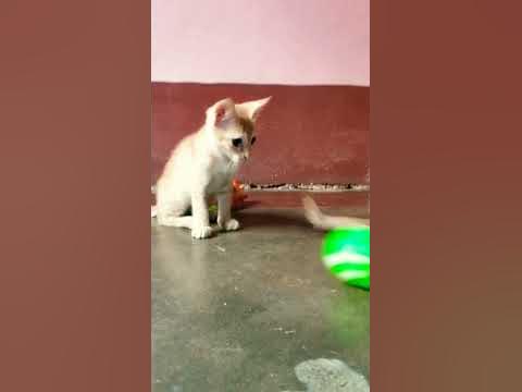 Cute Meowing Baby Kittens playing with boll 😺 BTS 💜 BTS Run song ️ # ...