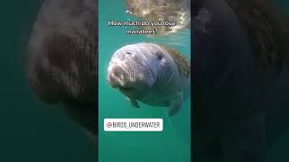 How much do you love manatees?