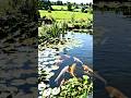 पानी में तैरती हुई रंग-बिरंगी मछलियां 🐠#shorts #fishing #fish #fishingvideo #aifish #ai #monsterfish