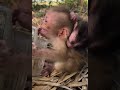 #子猿 #monkey #cute