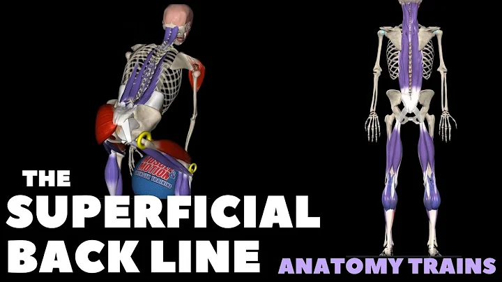 Anatomy Trains: The Superficial Back Line - DayDayNews