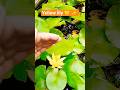 yellow lily#trendingshorts #viralcontent#fypシ゚viral#aquaticgarden#naturelovers #gardenvlogs#ytshorts