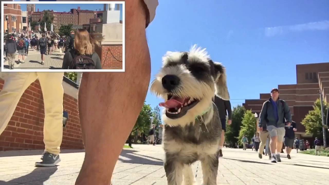 5Month Old Schnauzer, Luke Off Leash Heel! Knoxville TN Dog Trainers Best Schnauzer Trainers