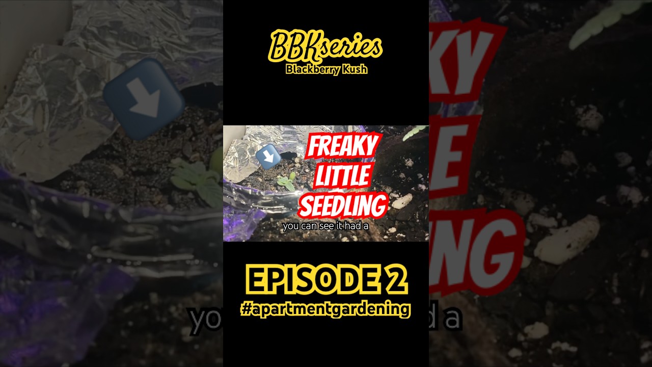 Seedling struggles to remove seed helmet. 