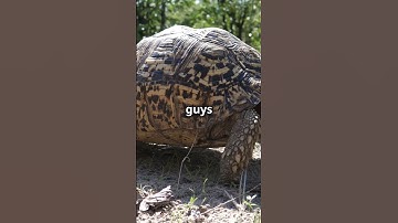 LEOPARD TORTOISE FACTS - SHOCKING! (Wildlife Secrets Exposed)  #amazingfacts #fascinatingcreatures