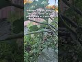 Birds are my favorite garden pest control