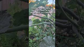 Birds are my favorite garden pest control