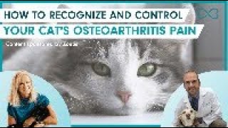 How to Recognize and Control Your Cat’s Osteoarthritis Pain
