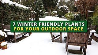 7 Winter-Friendly Plants for Your Outdoor Space - Patio Plants 👍👌