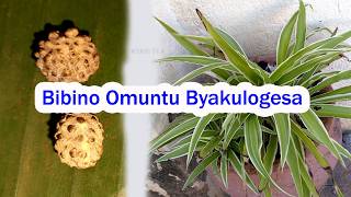Bibino Mukwanogwo Byansobola Okujjako Nagenda Nakuloga Wetase Kozesa Muleke Entalogwa
