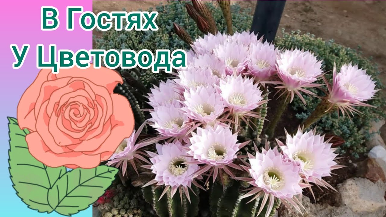 В Гостях у Цветовода т.Софии!