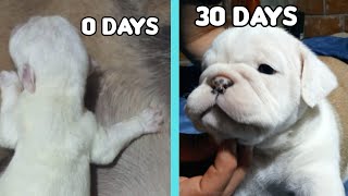 Crecimiento de cachorros de Bulldog ingles de 0 a 30 días