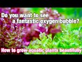 How to get lots of oxygen bubbles out of water plants「ADA nature aquarium techniques for beginners