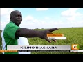 KILIMO BIASHARA | Kilimo cha mpunga Mwea