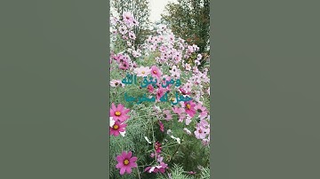 القرآن الكريم/ سورة الكهف بصوت الحاج عامر الكاظمي//اللهم صل وسلم على سيدنا محمد// المسامح كريم.