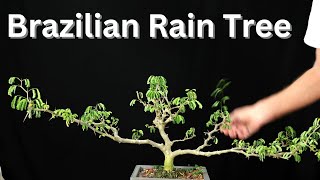 Brazilian Rain Tree. Chloroleucon tortum. 3 trees. One repotted.