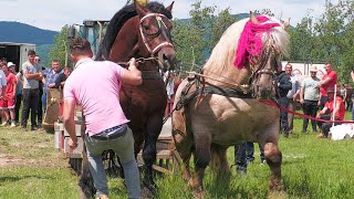 Locul 2 cai de tracțiune Baia Mare 11 Mai 2024 Beny și Florin de la Marginea - Bucovina