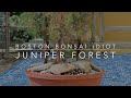 S2e6bonsai forest planting with bonus disaster footage