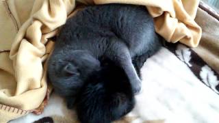 Вчерашний бездомный котенок принял кота за маму Вчерашний бездомный котенок принял кота за маму
