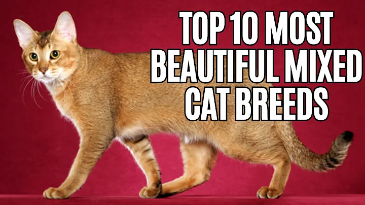 Watch the video about Top 10 Most Beautiful Mixed Breed Cats