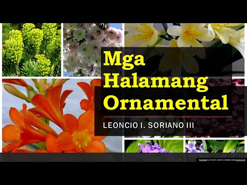 Video: Mga halamang gumagapang sa lupa: mga larawan at pangalan