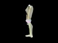 Design Video: Adult Leg for X-Ray CT, MRI