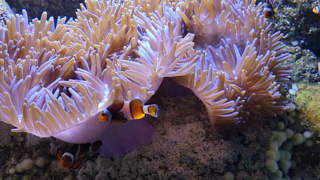 cite de la mere Normandie