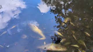 fish kill in Tattershall Lincolnshire