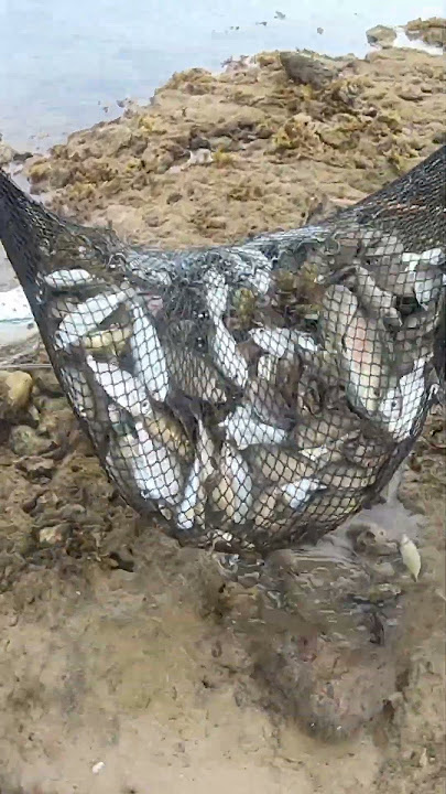 Sandamakels na Danggit #fish #fishing #seafood #catchingfish #carpfishing