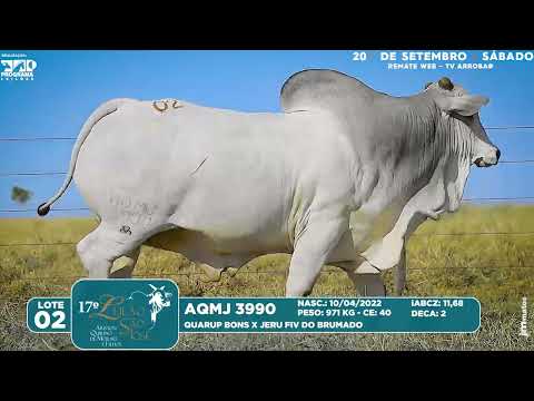 LOTE 02   AQMJ 3990