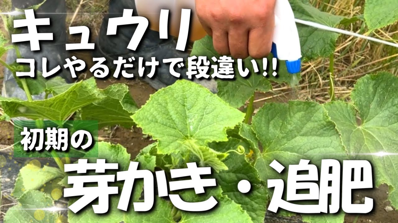 Keep the base of the plant neat] Sprout removal and fertilization