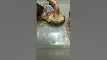 Улитки Ахатины впервые пробуют гриб на вкус 🍄🤮 #улиткишоу