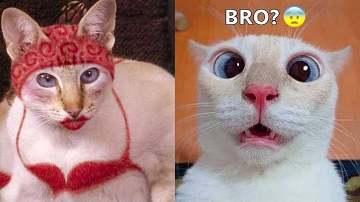 Video 11905961: purr, laugh funny cat, funniest cats