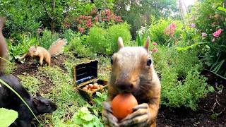 Dog & Cat TV: 2+ Hour Garden Animals Playing and Munching For Relaxing Pet Entertainment (4K)