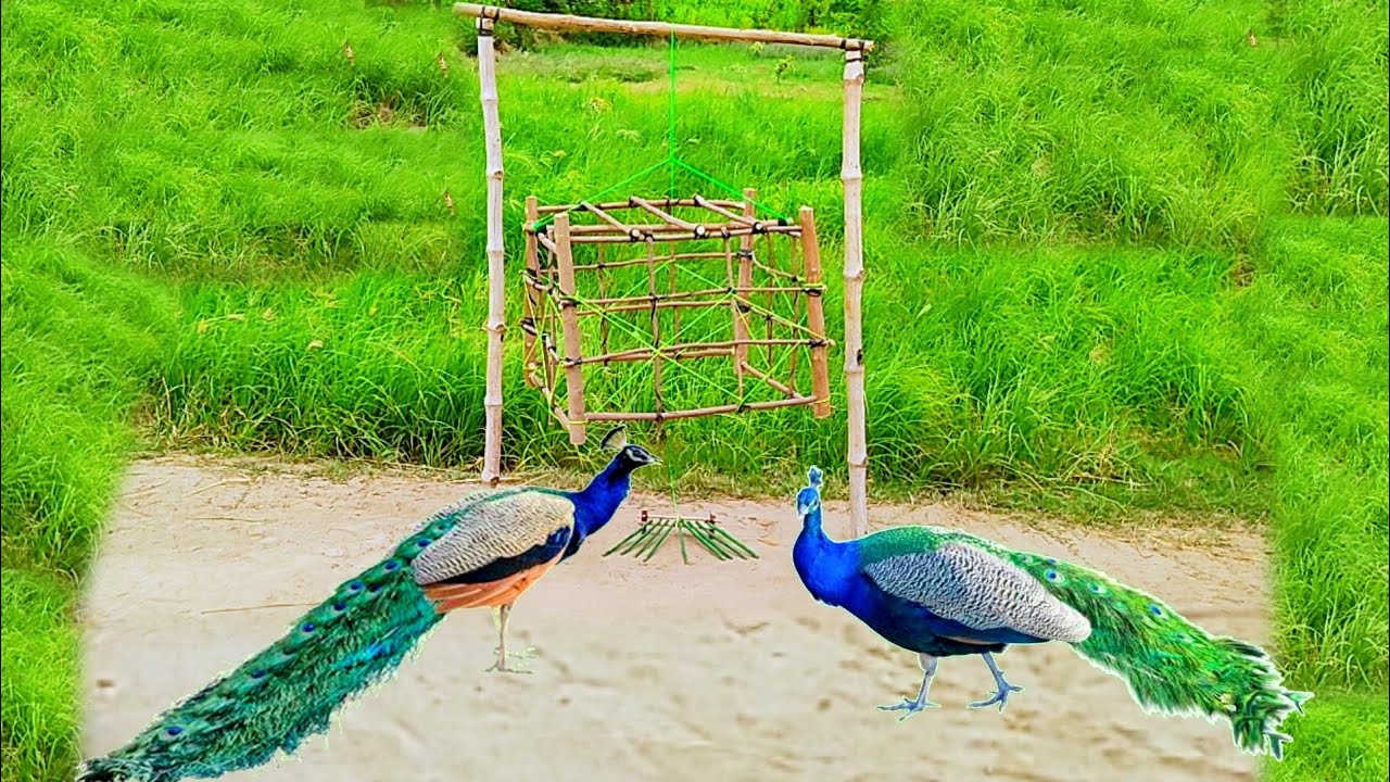 Amazing Peacock trap | peacock trap make from wood cage | 100%real