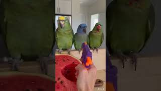 Did you know who ate it? tell me in comments #parrots