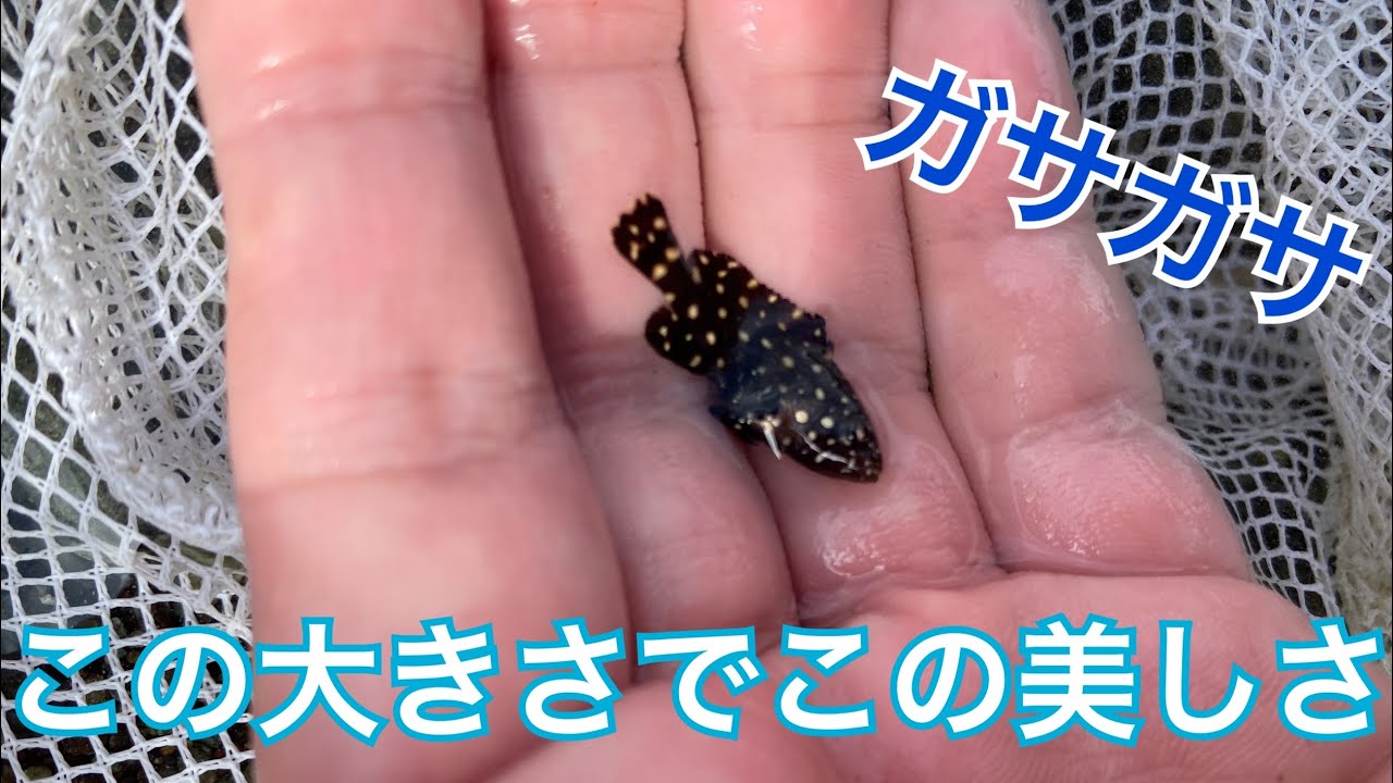 ガサガサ 磯遊び 海水魚 昼間の磯ガサガサで美しいお魚取れた 熱帯魚みたいな海水魚死滅回遊魚 Youtube