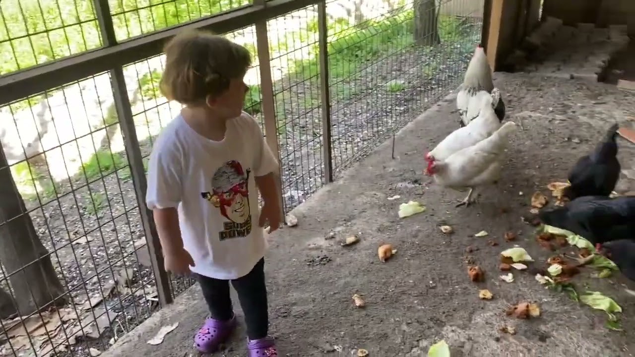 Azurum ve tavuklarımız