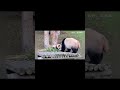 爱宝刚生福宝越想做个好母亲,奈何熊孩子真的很欠揍! #大熊猫 #animals#panda