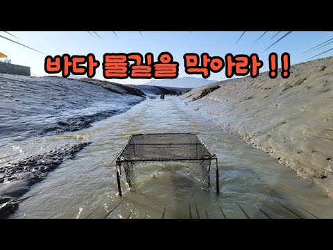 대물들이 다니는 길목에 초대형 통발을 던져놨더니?? 크다 커!!