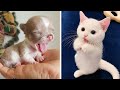 Cutest Baby Dog and Cat - Cute and Funny Dog Videos Compilation #19