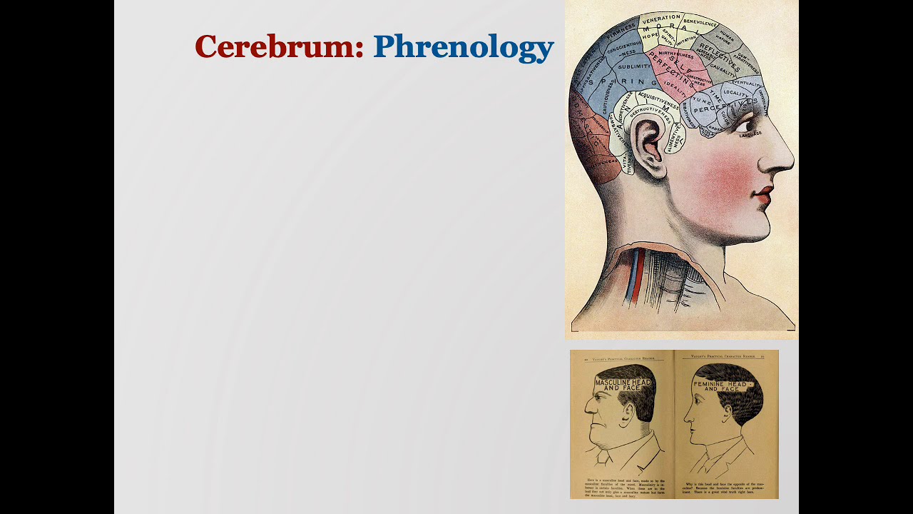 Annotated Brain Physiology 3