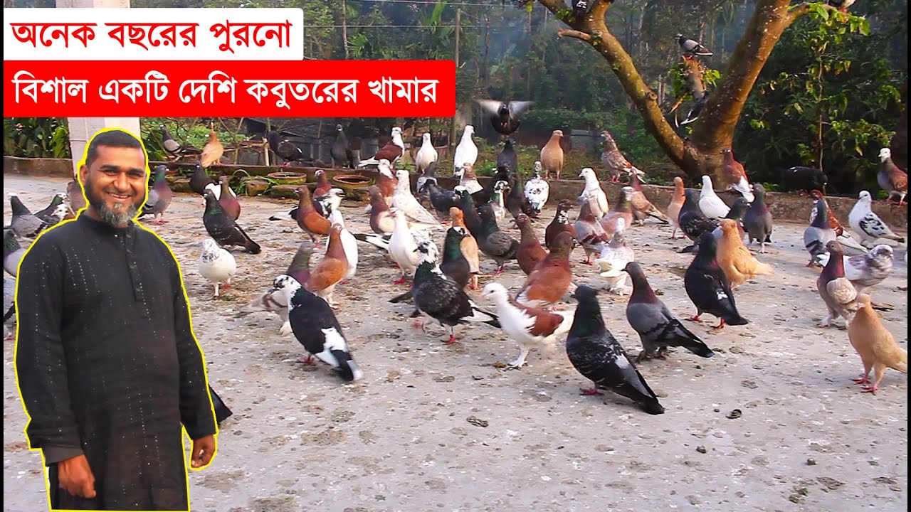 কিভাবে দেশি কবুতর পালনে আয় করবেন জেনে নিন ৩৫ বছরের পুরাতন খামারির কাছে থেকে | Bangladesh Pigeon Farm